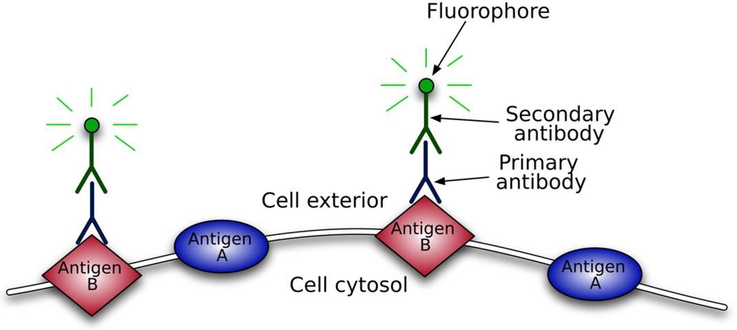 Fig.1 Schematic diagram of primary and secondary antibody binding based on fluorophore label.