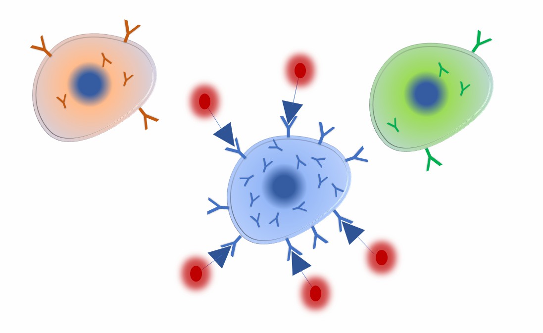 Fig.2 Schematic diagram of antigen-specific B cell isolation based on antigen labeling. (Creative Biolabs Original)