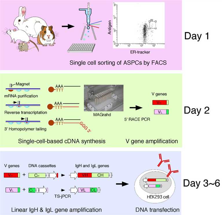 Fig.1 Flowchart summarizing the generation of antigen-specific monoclonal antibodies (mAbs) from a variety of animals.