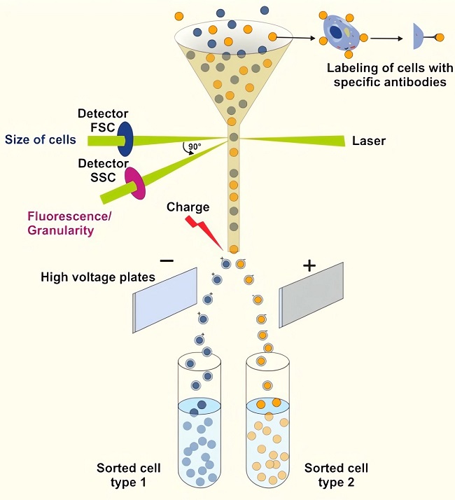 Fig.1 Principle of FACS analysis. 
