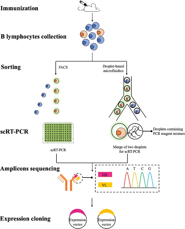 Fig.2 FACS represent high-throughput technologies for the in vitro screen of B cells of interest. 