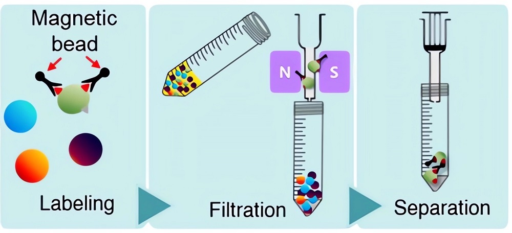 Fig.1 Schematic representation of the MACS for selective detection of specific cells in blood using a magnetic nanoparticle conjugated with antibodies. 