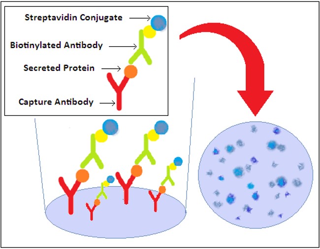 Fig.1 Schematic principle of the ELISPOT assay. 