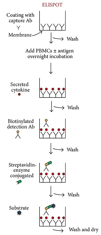 Fig.2 The standard ELISpot is used to measure Ag-specific ASCs in PBMC. 