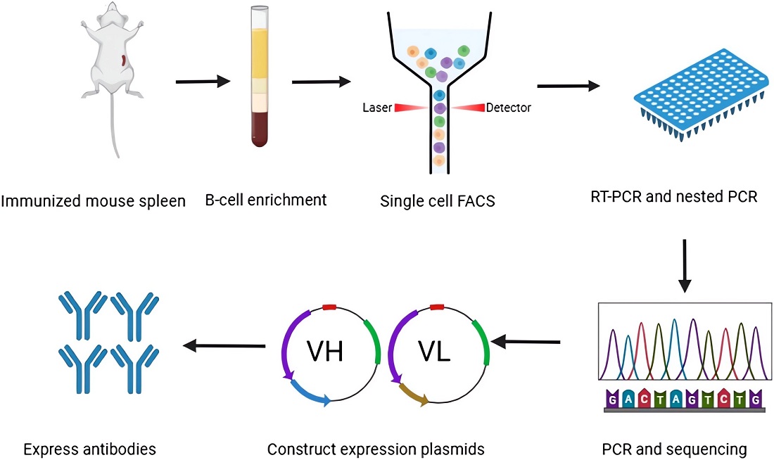 Fig.1 Brief description of the platform for generating mAbs from single B cells. 