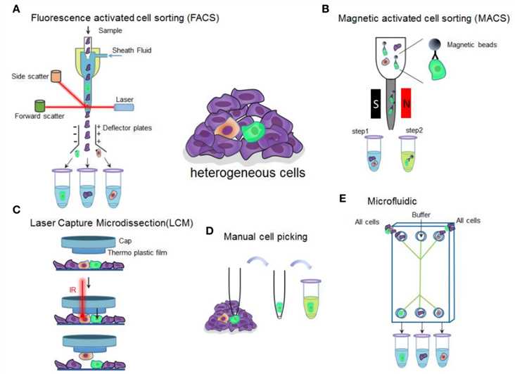 Fig.2 Some technologies for single-cell isolation.