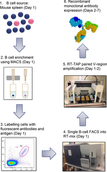 Fig.1 Schematic representation of the single-B cell sorting protocol. (Starkie, et al., 2016)