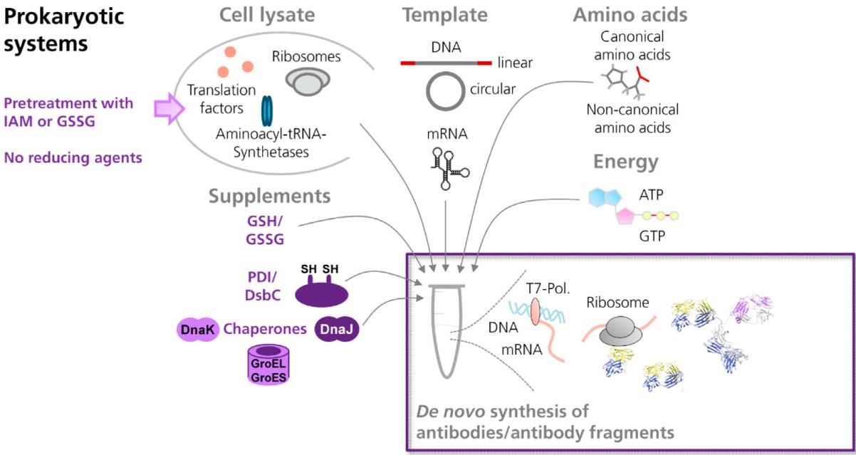 Fig.2 Scheme showing the cell-free synthesis of antibodies and antibody fragments in prokaryotic in vitro translation systems. 