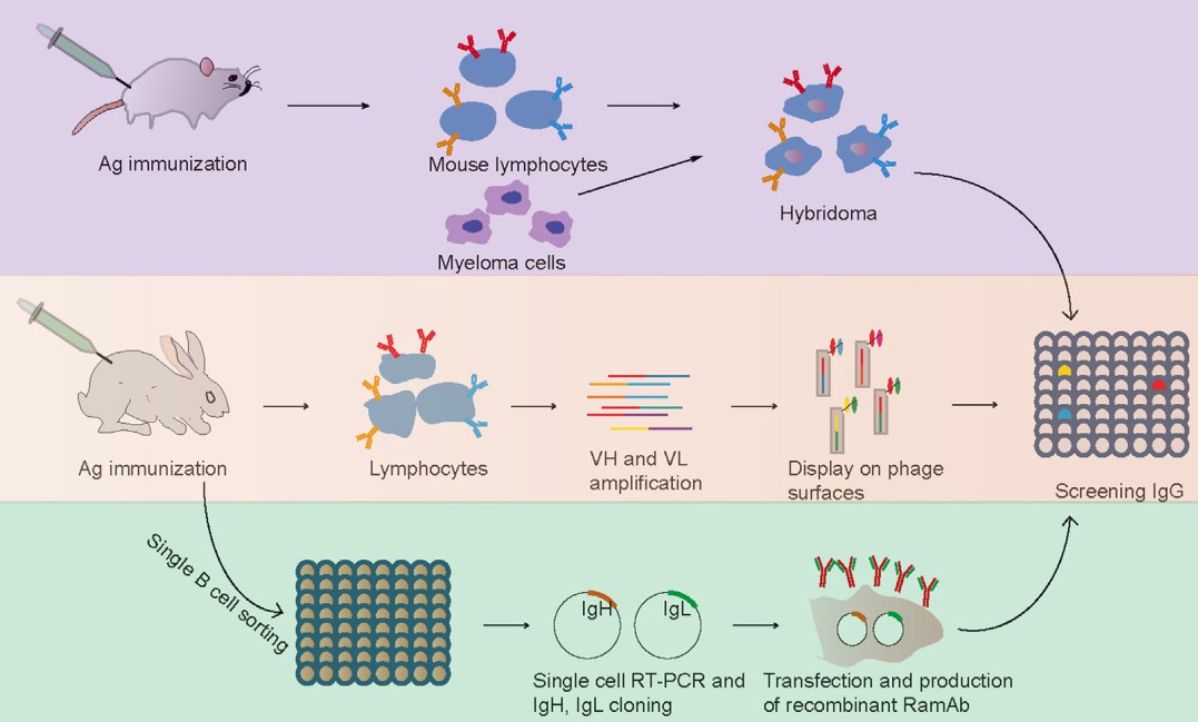 Scheme of the single B cell antibody technology.