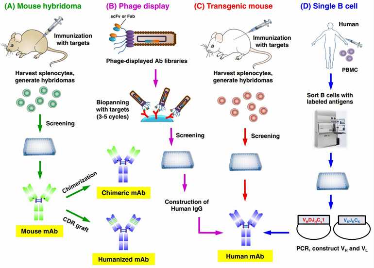 Fig.1 Various therapeutic antibody generation technologies and their fundamental workflow. 