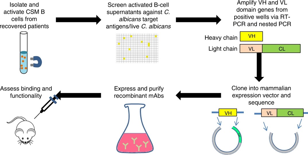 Fig.1 Fully human recombinant anti-Candida mAbs derived from single B cells.
