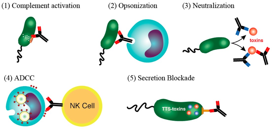 Fig.2 Mechanisms used by antibodies to destroy infectious agents and toxins.
