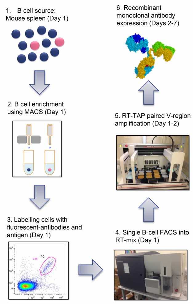 Schematic of the single-B cell sorting for antibody discovery from immunized mice.