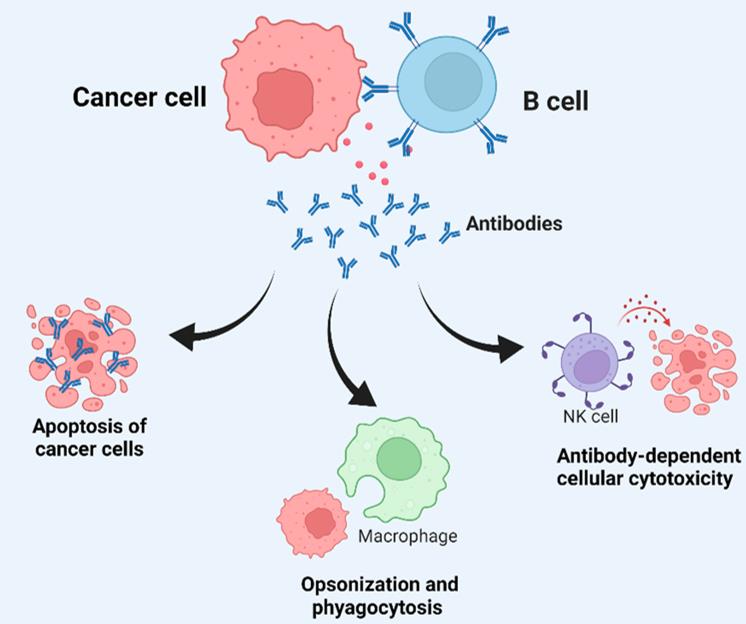 Fig.1 Anti-tumor activity of B cells and its mechanism of action.