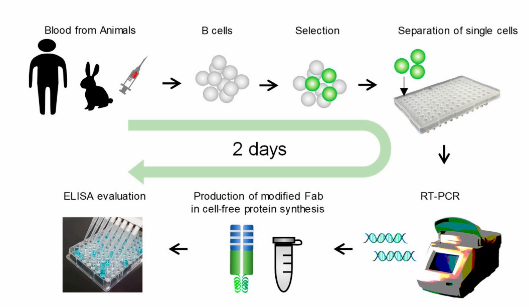 Scheme of the single B cell antibody technology.