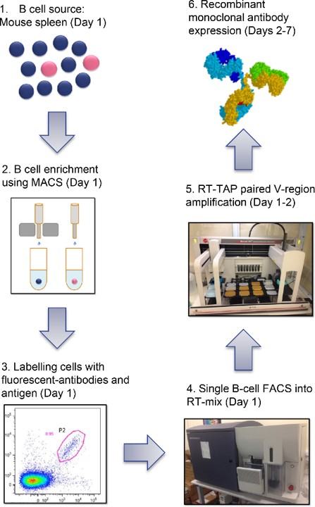 Fig.2 Schematic representation of the single B cell technology used for antibody discovery from immunized mice.