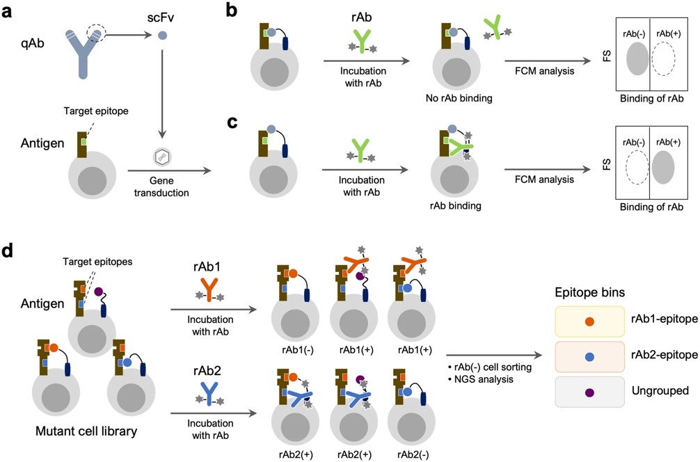 Fig.1 Overview of the evaluation system for epitope similarity and the Epitope Binning-seq platform.