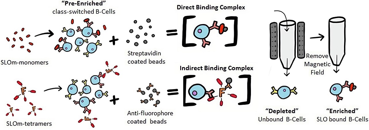 Fig.2 Illustration of antigen-specific B cell isolation by the direct and indirect methods.