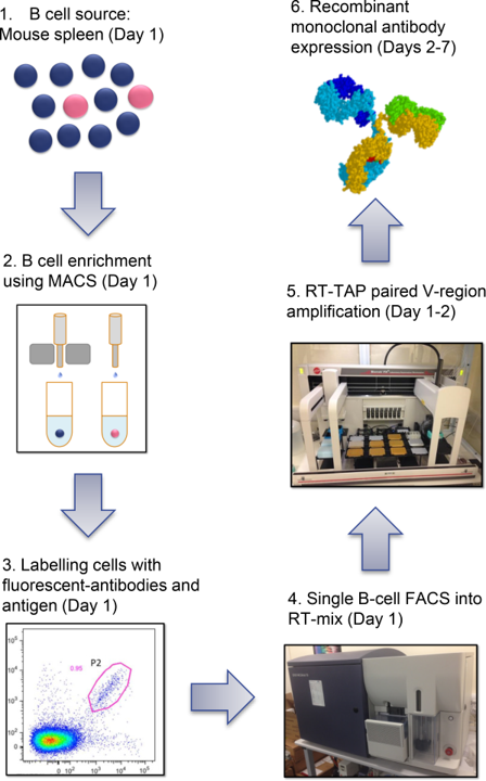 Fig.1 Schematic representation of the single B cell sorting protocol used for antibody discovery from immunised mice.