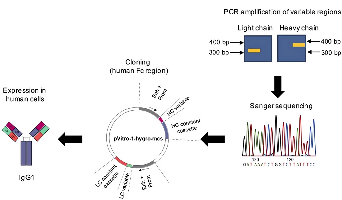 Fig.1 Schematic overview of single-cell B-cell cloning to generate human mAbs. 