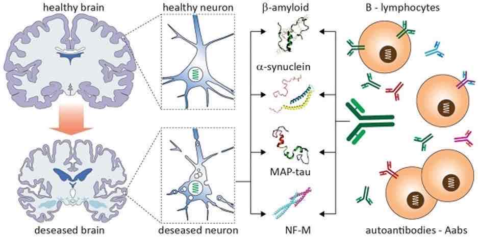 Fig.2 Neuronal proteins autoantibodies: biomarkers for neurodegenerative disorders. (Kocurova, Jan and Saak, 2022)