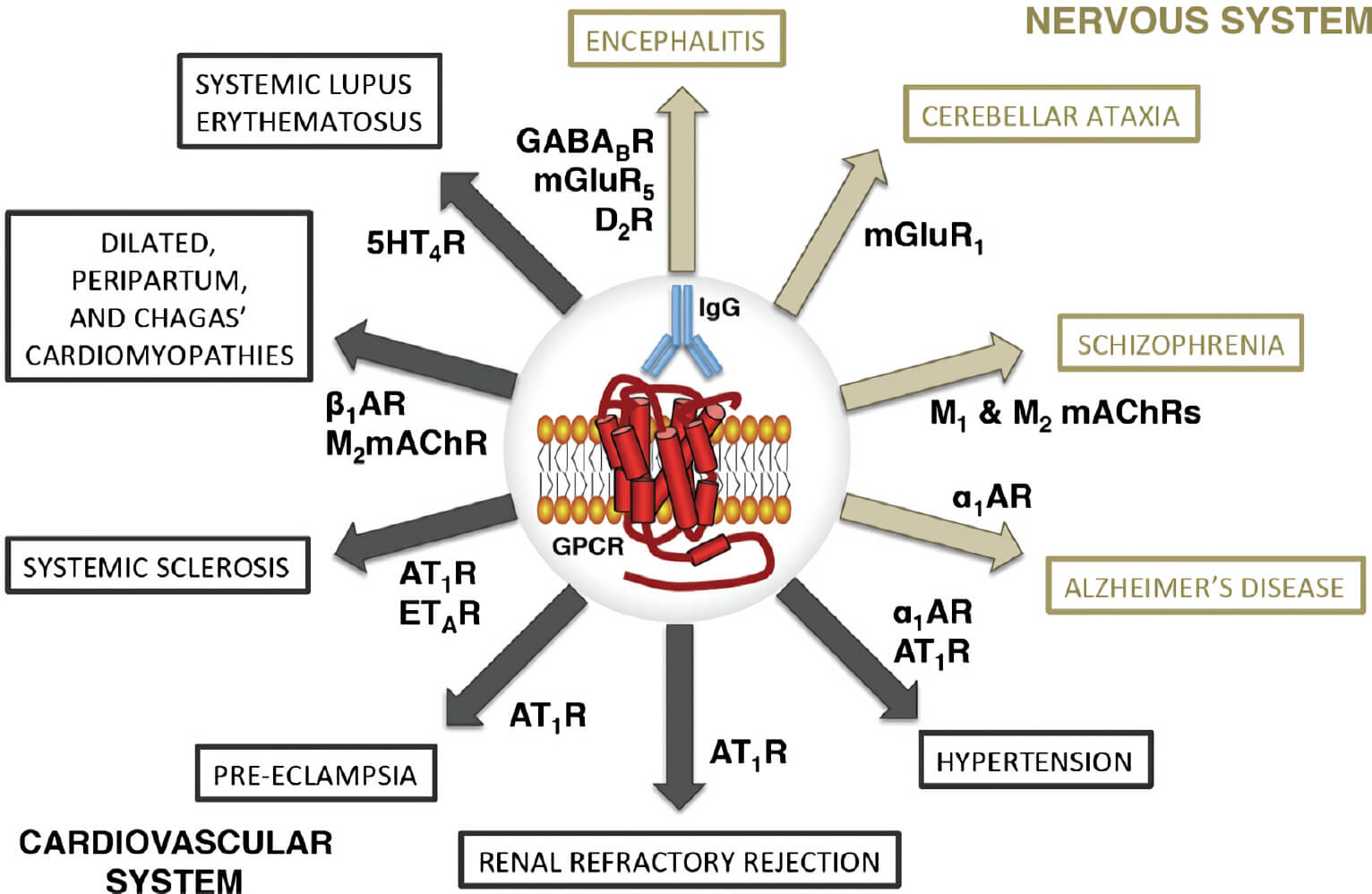 Examples of central nervous system and cardiovascular disorders mediated by endogenous autoantibodies.