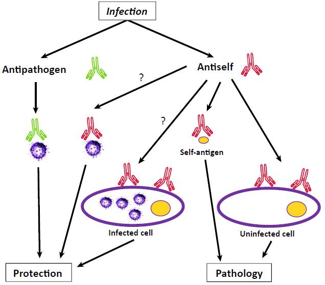 Antiself antibodies generated during infection can contribute to the induction of pathology and/or protection. (Rivera-Correa, 2018)