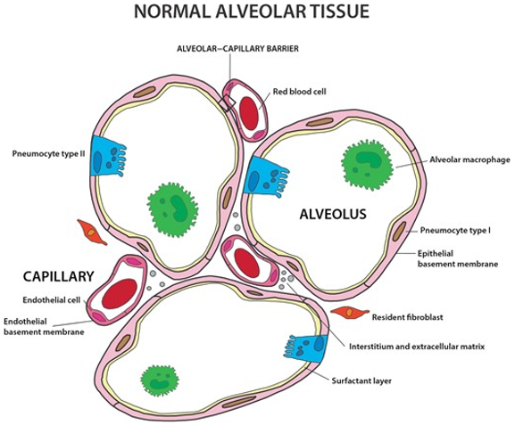 The structure of alveoli.