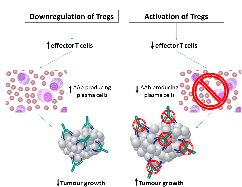 Autoantibody production in cancer cells.