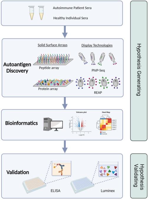 Fig.2 The autoantigen discovery process. (Carlton, Reuben and Nicole, 2023)
