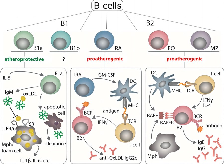 B1a cells protect from atherosclerosis by producing natural IgM antibodies. (Tsiantoulas, et al., 2015)