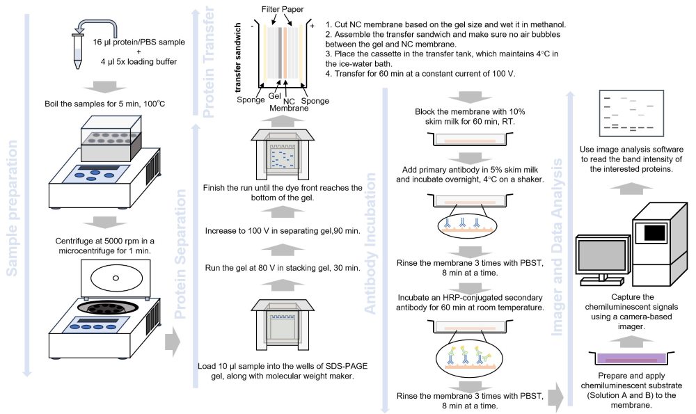 Schematic representation of the paper-based ELISA assay developed for the diagnosis of canine leishmaniasis.