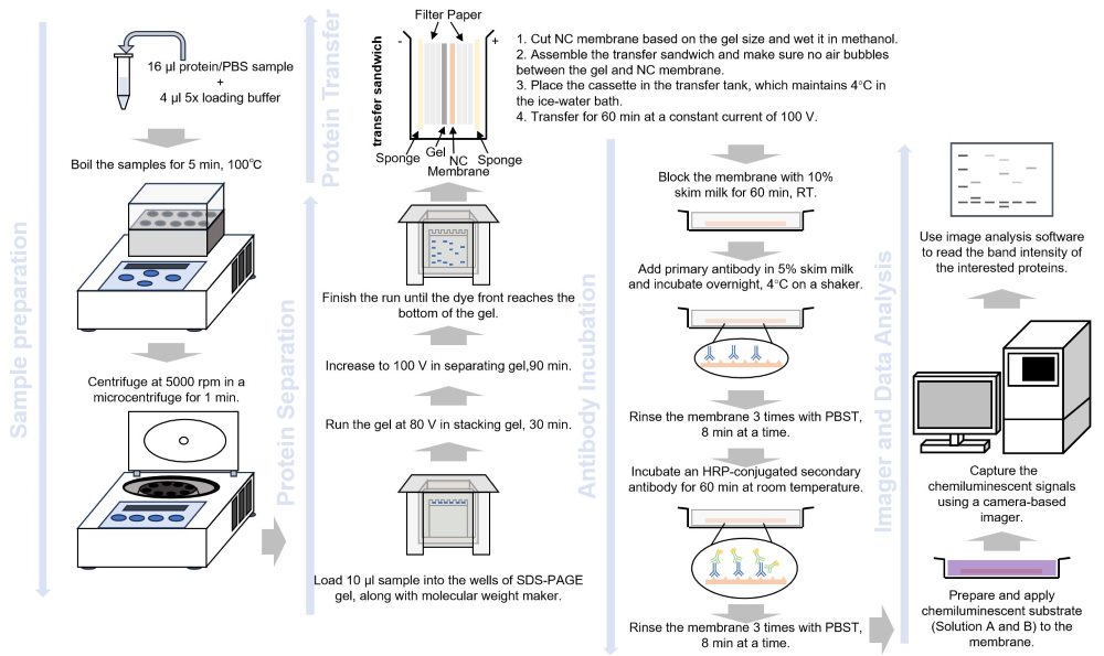 The workflow of western-blot. (Creative Biolabs Original)