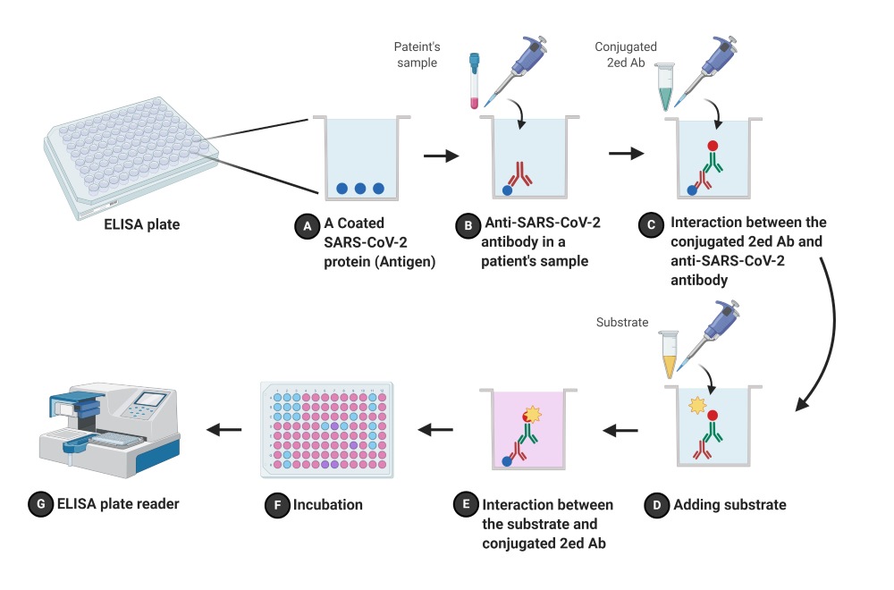 Illustrative Flowchart of ELISA detecting COVID-19. (From Wikipedia: By Davidfay20, © 2020 Dhamad and Abdal Rhida, https://commons.wikimedia.org/wiki/File:Fig._E._COV.jpg)