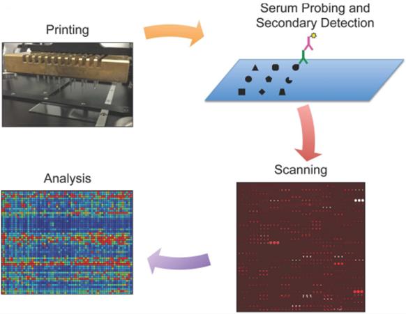 Schematic representation of protein microarrays used for autoantibody detection. (Rosenberg and Paul, 2015)