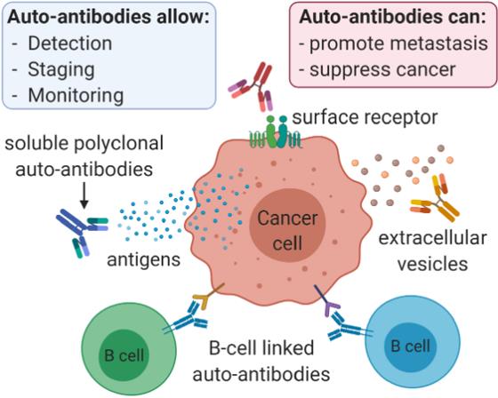 Potential mechanisms of autoantibody-induced anti-tumor immunity.