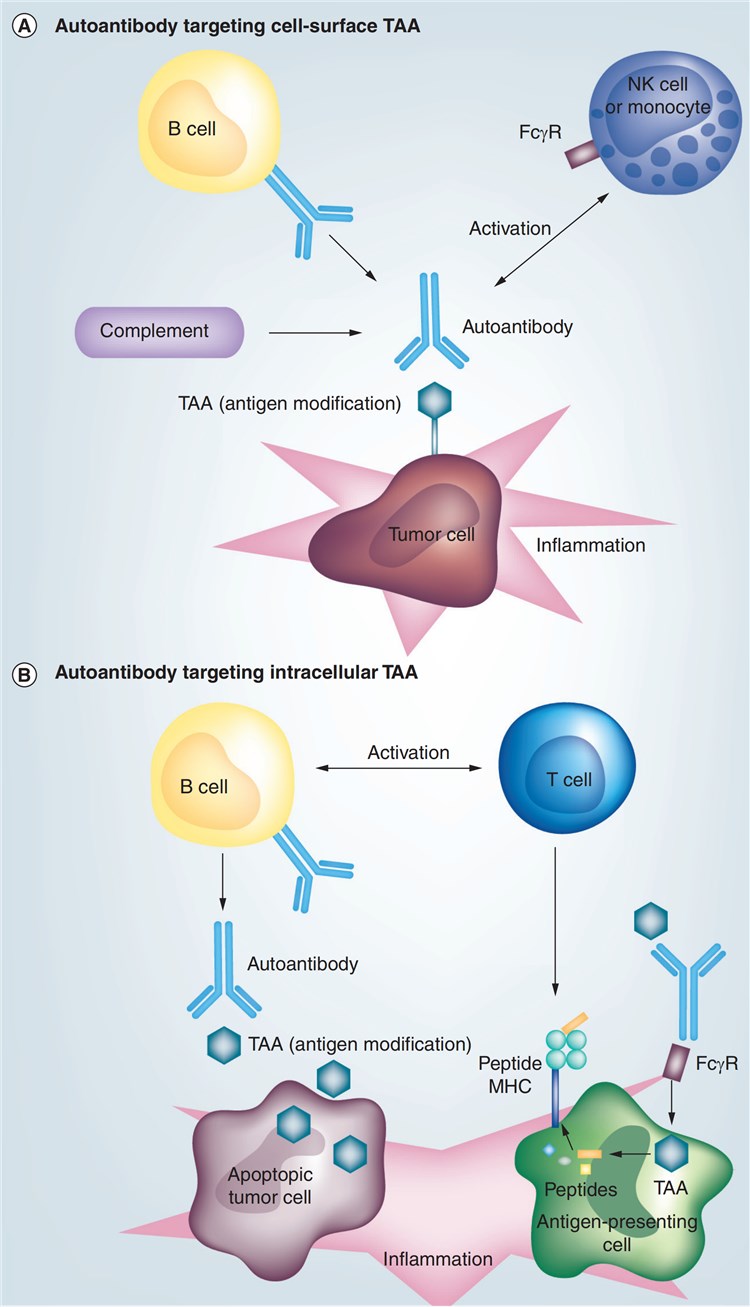 Potential mechanisms of autoantibody-induced anti-tumor immunity.