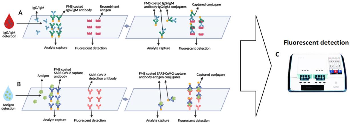 Fig.1 Schematic of the microfluidic fluorescence immunoassay for simultaneous detection of the antibodies and antigens. (Shaffaf, et al., 2021)