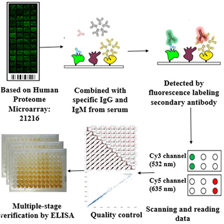 Fig.2 A workflow of using the Human Proteome Microarray to screen autoantibodies to tumor‐associated antigens (TAAbs) to identify serological biomarkers to detect hepatocellular carcinoma. (Yang, et al., 2023)