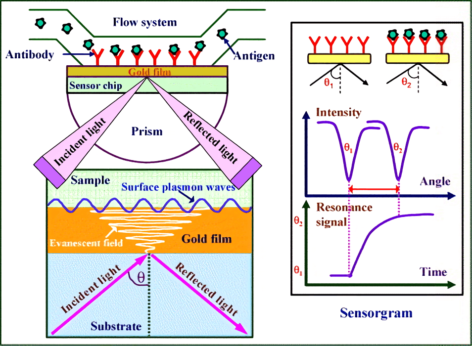 Schematic view of the surface plasmon resonance immunoassay technique.