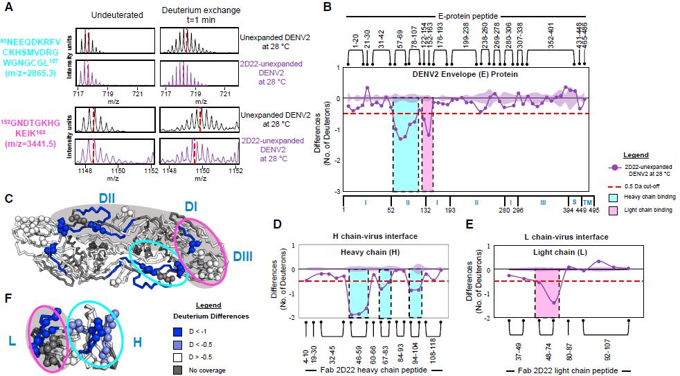 Epitope and paratope mapping of 2D22 unexpanded DENV2 complex (2D22-DENV2UN) at 28C by amide hydrogen/deuterium exchange mass spectrometry (HDXMS).