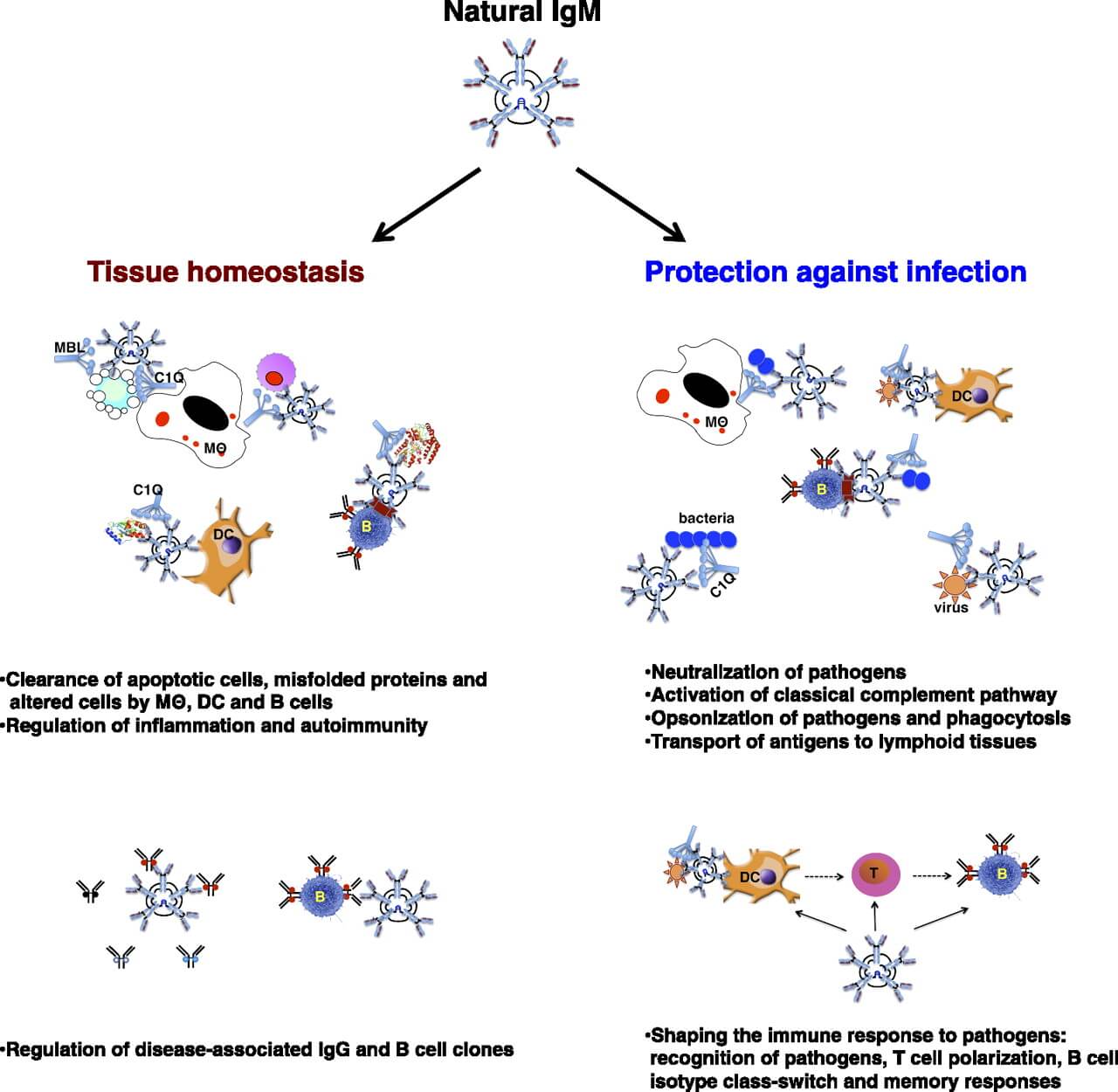 Natural IgM in immune equilibrium.