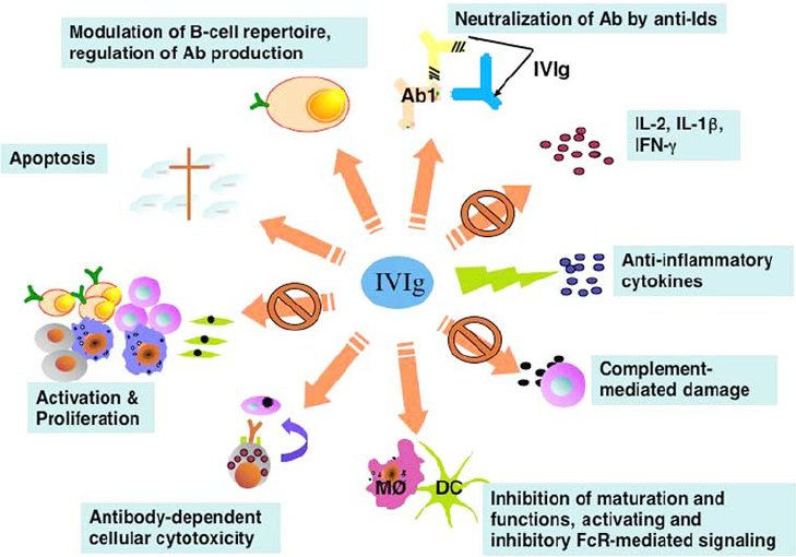 Schematic representation of proposed mechanisms of action of IVIg in autoimmune and inflammatory diseases.