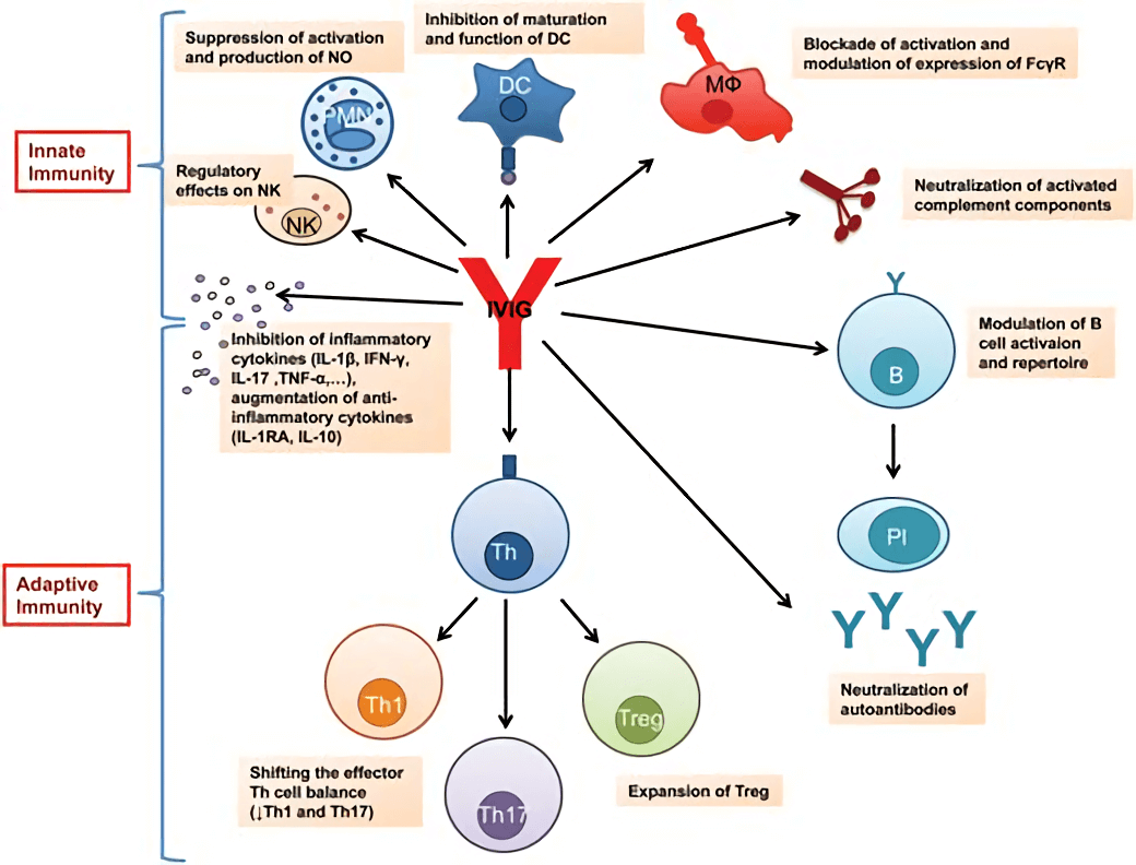 The impact of IVIG on the innate and adaptive immune compartments in the context of autoimmune and inflammatory diseases.