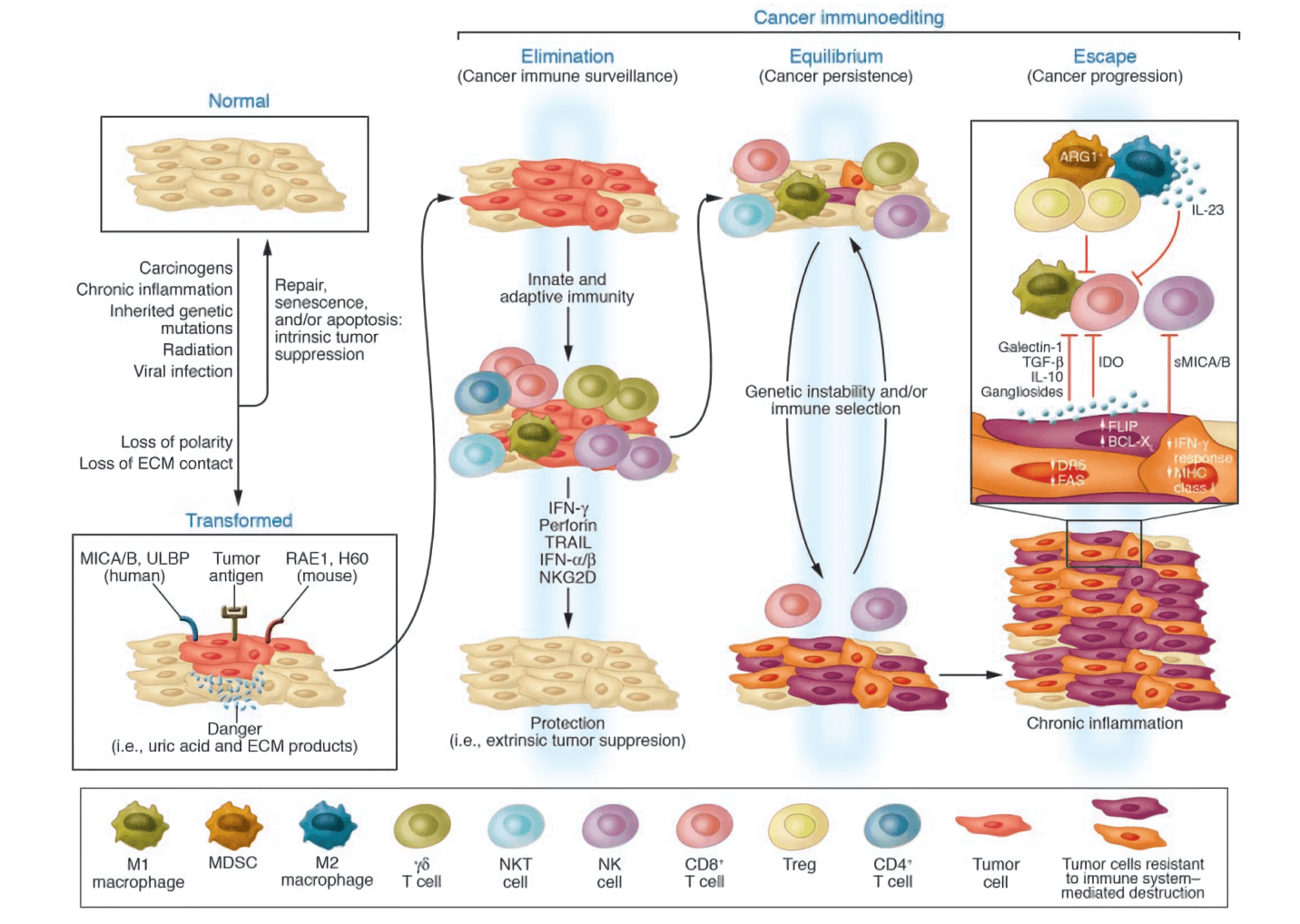 Extrinsic tumor suppression by the immune system.