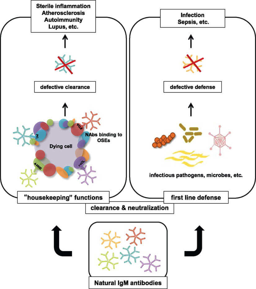Overview of protective properties of NAbs specific to oxidation-specific epitopes (OSEs). (Tsiantoulas, 2013)