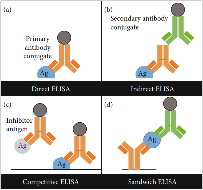 Fig.1 ELISA types. (Japp, et al., 2021)