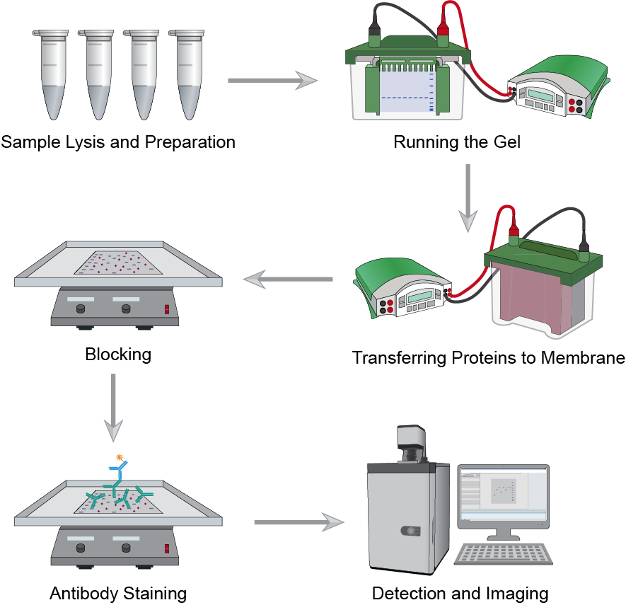 The workflow of western blot assay.