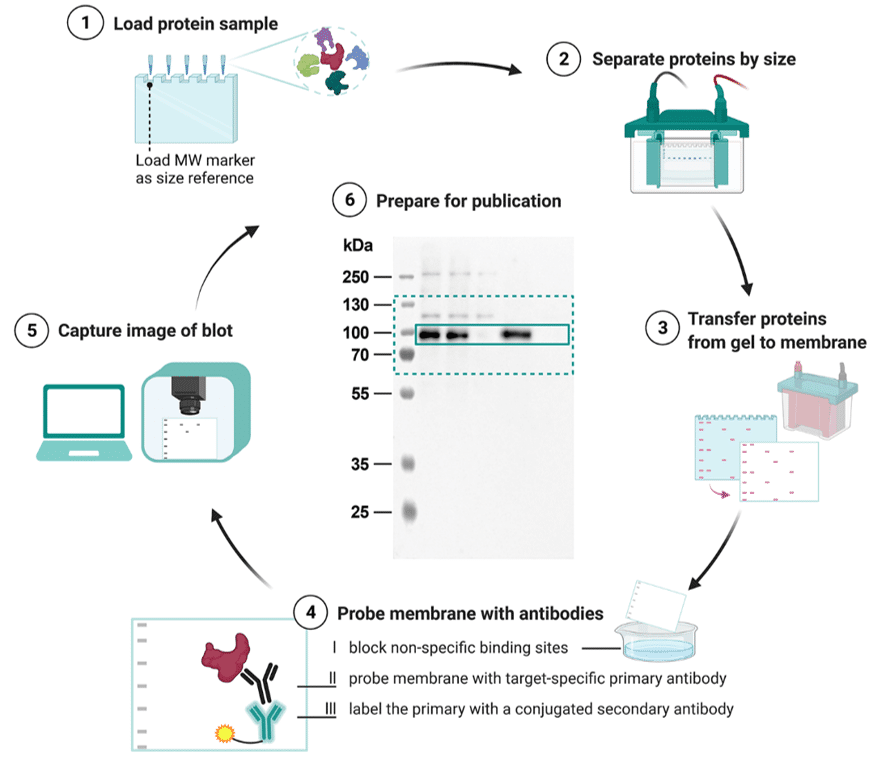 Fig.1 Western blot assay process. (Kroon, et al., 2022)