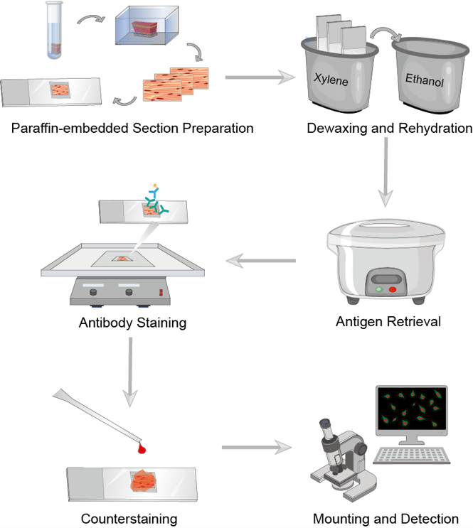 Fig.1 IHC process. (Creative Biolabs Original)